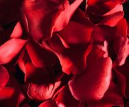 Valentinstag Erlebnis: Romantische Augenblicke mit besonderer Begleitung Escort77 Berlin Blog